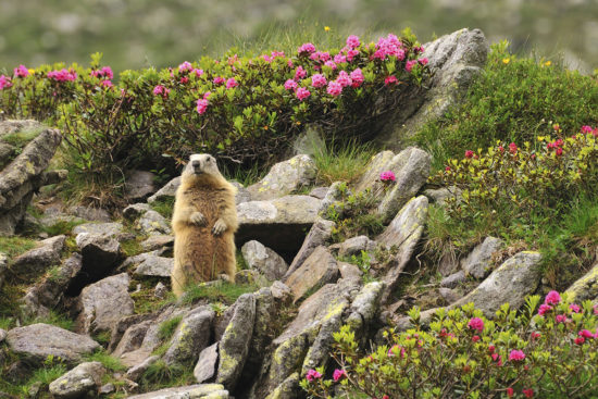 Zoos & Tierparks - Ausflugsziel im Salzburger Land